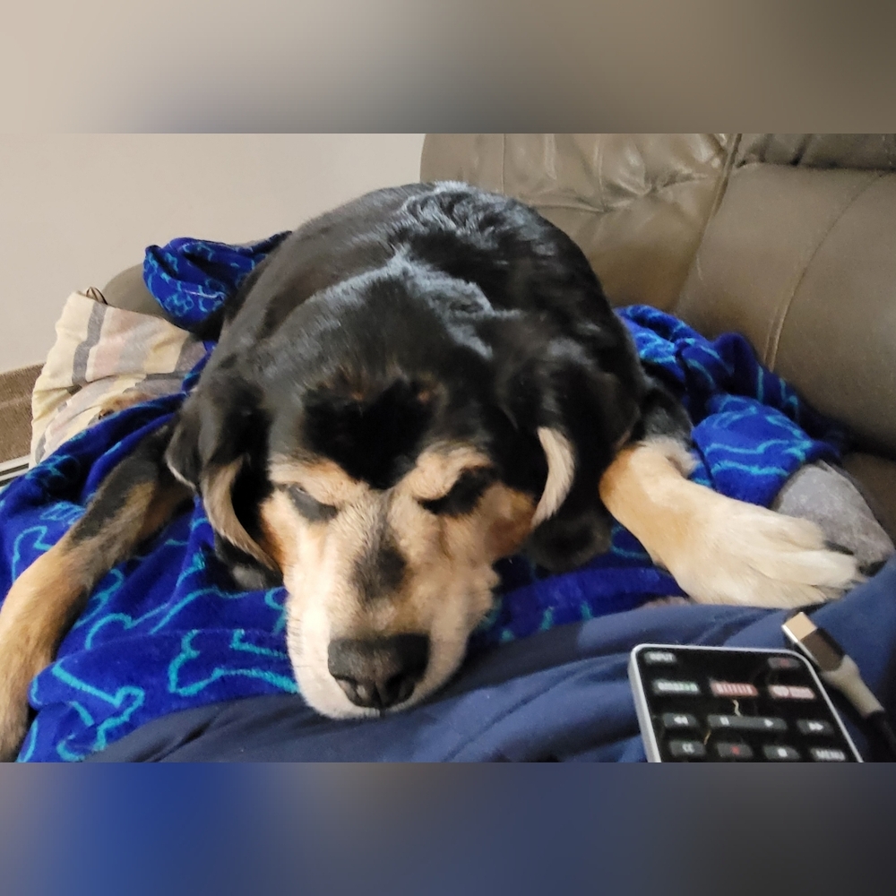 RIP MY SWEETEST SOUL. LOVE YOU RILEY. - Picture 3 of 3